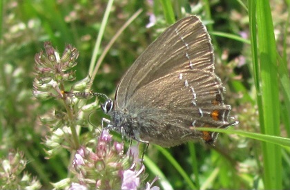 Satyrium ilicis, Lycaenidae